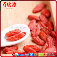 Bagas de goji crus orgânicos lycium barbarum coltivazione bagas de goji e perda de peso